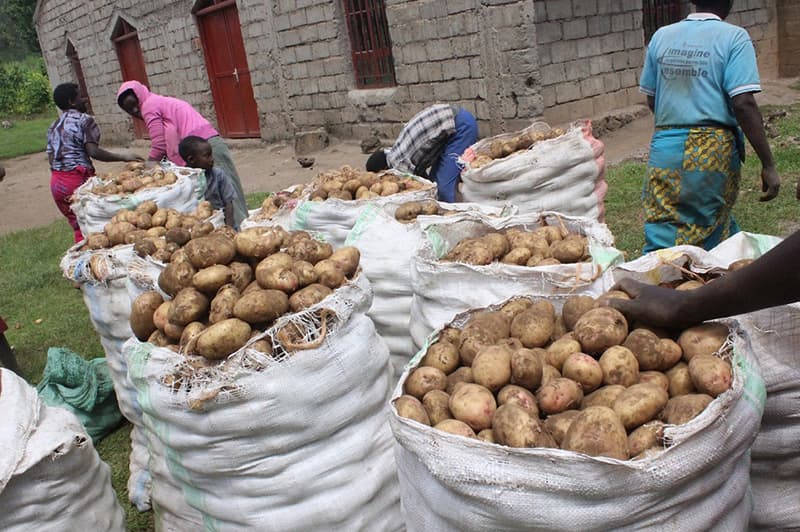 images/1659337089377potato grader.jpg